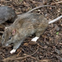 Norway Rat (right) compared to Black Rat (left)